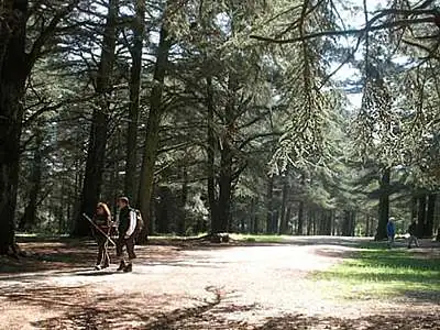 La forêt des cèdres du Luberon, entre Bonnieux, Lacoste et Ménerbes